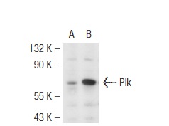 Plk (H-152): sc-5585. Western blot analysis of Plk expression in non-transfected: sc-117752 (A) and mouse Plk transfected: sc-127352 (B) 293T whole cell lysates.
