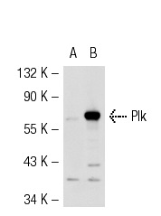 Plk (H-152): sc-5585. Western blot analysis of Plk expression in non-transfected: sc-117752 (A) and human Plk transfected: sc-170528 (B) 293T whole cell lysates.