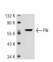 Plk (E-2): sc-55504. Western blot analysis of Plk expression in K-562 whole cell lysate.