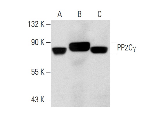 PP2Cγ (k1G6): sc-135627. Western blot analysis of PP2Cγ expression in non-transfected 293T: sc-117752 (A), human PP2Cγ transfected 293T: sc-172856 (B) and Jurkat (C) whole cell lysates.