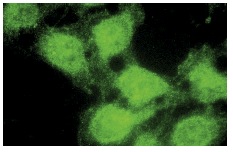 PPX (C-18): sc-6118. Immunofluorescence staining of methanol-fixed HeLa cells showing nuclear and cytoplasmic localization.