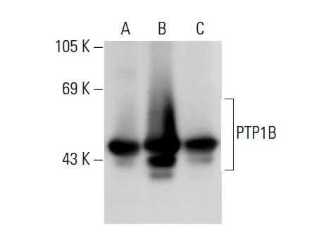 PTP1B (D-4): sc-133259. Western blot analysis of PTP1B expression in non-transfected 293: sc-110760 (A), human PTP1B transfected 293: sc-111053 (B) and HL-60 (C) whole cell lysates.