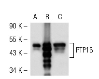 PTP1B (D-4): sc-133259. Western blot analysis of PTP1B expression JAR whole cell lysate.
