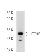 PTP1B (H-9): sc-133258. Western blot analysis of PTP1B expression in HL-60 whole cell lysate.