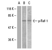 Western blot analysis of phosphorylated Raf-1 expression in MDA-MB-435 (A,B) and K-562 (C) whole cell lysates. Antibodies tested include p-Raf-1 (Ser 259): sc-101791 preincubated with cognate phosphorylated peptide (A) and p-Raf-1 (Ser 259): sc-101791 (B,C).