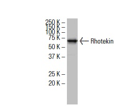 Rhotekin (AA-18): sc-100426. Western blot analysis of Rhotekin expression in A-431 whole cell lysate.