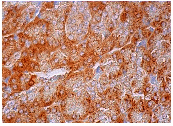 RIP4 (C-16): sc-83320. Immunoperoxidase staining of formalin fixed, paraffin-embedded human pancreas tissue showing cytoplasmic staining of exocrine glandular cells and Islets of Langerhans.