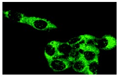 Rock-1 (C-19): sc-6055. Immunofluorescence staining of methanol-fixed Hep G2 cells showing cytoplasmic localization.