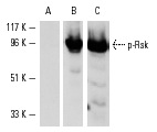 Western blot analysis of Rsk-1/2/4 phosphorylation in HeLa whole cell lysate (A-C). Blots were probed with p-Rsk-1/2/4 (Ser 363)-R: sc-17033-R preincubated with cognate phosphorylated (A) and unphosphorylated (B) peptide and Rsk-1 (C-21): sc-231 (C).