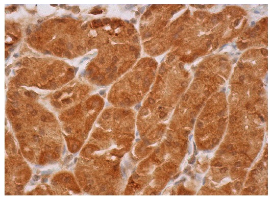 Rsk-1 (C-21)-G: sc-231-G. Immunoperoxidase staining of formalin fixed, paraffin-embedded human upper stomach tissue showing cytoplasmic and nuclear staining of glandular cells.