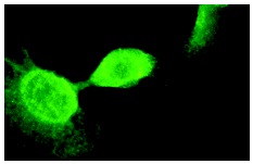 Rsk-2 (C-19): sc-1430. Immunofluorescence staining of methanol-fixed NIH/3T3 cells showing nuclear localization.