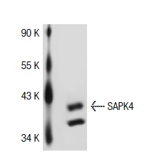 SAPK4 (C-19): sc-7585. Western blot analysis of SAPK4 expression in A-431 whole cell lysate.