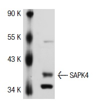 SAPK4 (N-17): sc-7587. Western blot analysis of SAPK4 expression in A-431 whole cell lysate.