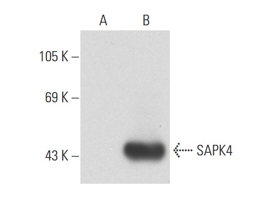 SAPK4 (N-17): sc-7587. Western blot analysis of SAPK4 expression in non-transfected: sc-117752 (A) and human SAPK4 transfected: sc-173544 (B) 293T whole cell lysates.