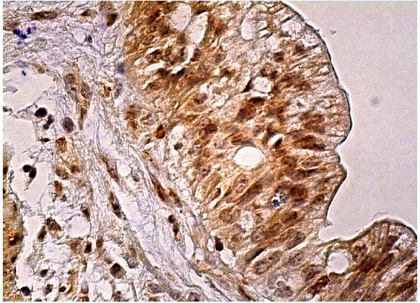 SGK3 (C-6): sc-166847. Immunoperoxidase staining of formalin fixed, paraffin-embedded human gall bladder tissue showing cytoplasmic and nuclear staining of glandular cells.