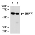 SH-PTP1 (D-11): sc-7289. Western blot analysis of SH-PTP1 expression in HL-60 (A) and U-937 (B) whole cell lysates.