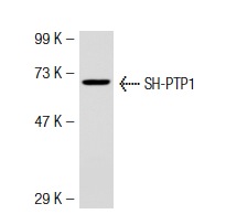 SH-PTP1 (D-11): sc-7289. Western blot analysis of SH-PTP1 expression in HL-60 whole cell lysate.