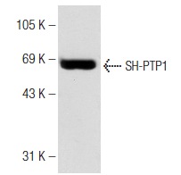 donkey anti-mouse IgG-HRP: sc-2314. Western blot analysis of SH-PTP1 expression in HL-60 whole cell lysate. Antibody tested(IgG<sub>3</sub>): SH-PTP1 (D-11): sc-7289.
