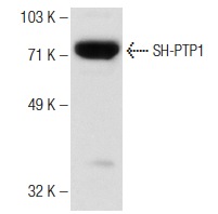 donkey anti-mouse IgG-HRP: sc-2096. Western blot analysis of SH-PTP1 expression in HL-60 whole cell lysate. Antibody tested (IgG<sub>2b</sub>): SH-PTP1 (D-11): sc-7289.