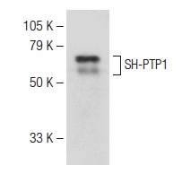 goat anti-mouse IgG3-HRP: sc-2972. Western blot analysis of SH-PTP1 expression in HL-60 whole cell lysate. Antibody tested: SH-PTP1 (D-11): sc-7289.