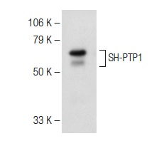 goat anti-mouse IgG3-HRP: sc-2063. Western blot analysis of SH-PTP1 expression in HL-60 whole cell lysate. Antibody tested: SH-PTP1 (D-11): sc-7289.