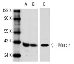 Western blot analysis of Maspin expression in A-431 (A) and HeLa (B,C) whole cell lysates. Antibodies tested include Maspin (C-20): sc-8543 (A,B) and Maspin (H-130): sc-22762 (C).