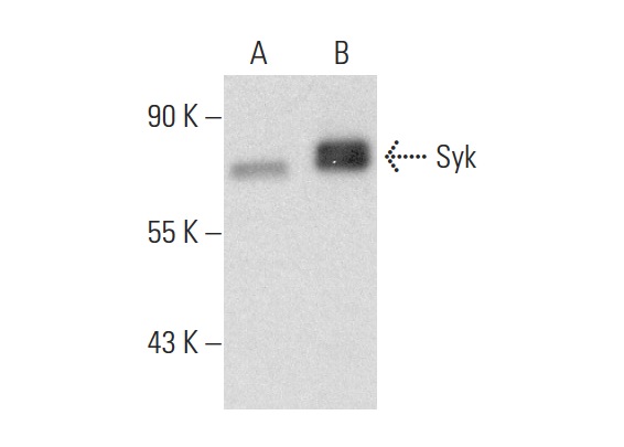 Syk (SYK-01): sc-51703. Western blot analysis of Syk expression in non-transfected: sc-110760 (A) and human Syk transfected: sc-159001 (B) 293 whole cell lysates.