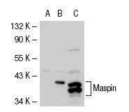 Maspin (H-130): sc-22762. Western blot analysis of Maspin expression in non-transfected 293T: sc-117752 (A), mouse Maspin transfected 293T: sc-121521 (B) and A-431 (C) whole cell lysates.