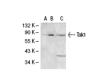 Tak1 (M-17): sc-1839. Western blot analysis of Tak1 expression in non-transfected 293: sc-110760 (A), human Tak1 transfected 293: sc-113194 (B) and 3611-RF (C) whole cell lysates.