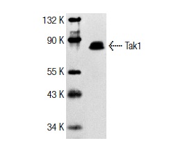 Tak1 (M-17): sc-1839. Western blot analysis of Tak1 expression in L8 whole cell extract.