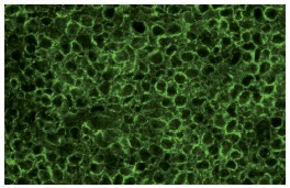 Mcl-1 (S-19): sc-819. Immunofluorescence staining of normal mouse lymph node frozen section showing cytoplasmic staining.