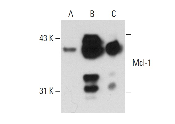 Mcl-1 (S-19): sc-819. Western blot analysis of Mcl-1 expression in non-transfected 293T: sc-117752 (A), human Mcl-1 transfected 293T: sc-176626 (B) and Ramos (C) whole cell lysates.