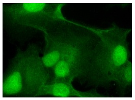 TIM (FL-249): sc-30145. Immunofluorescence staining of formalin-fixed Hep G2 cells showing nuclear and cytoplasmic localization.