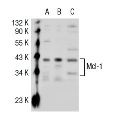 Mcl-1 (H-260): sc-20679. Western blot analysis of Mcl-1 expression in non-transfected 293T: sc-117752 (A), mouse Mcl-1 transfected 293T: sc-121559 (B) and BJAB (C) whole cell lysates.
