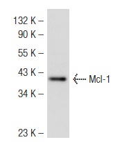 Mcl-1 (H-260): sc-20679. Western blot analysis of Mcl-1 expression in BJAB whole cell lysate.
