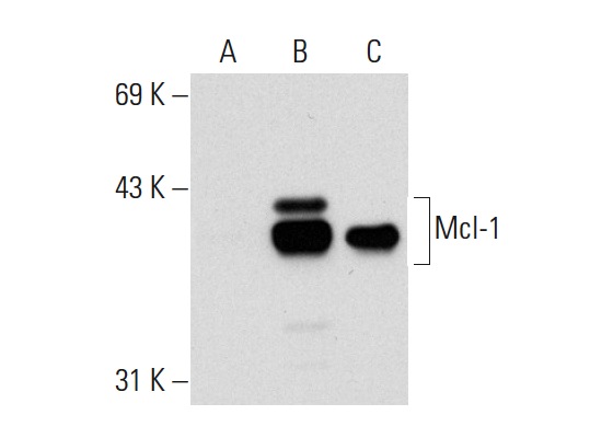 Mcl-1 (H-260): sc-20679. Western blot analysis of Mcl-1 expression in non-transfected 293T: sc-117752 (A), human Mcl-1 transfected 293T: sc-176626 (B) and Ramos (C) whole cell lysates.