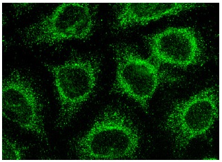 Mcl-1 (H-260): sc-20679. Immunofluorescence staining of methanol-fixed HeLa cells showing cytoplasmic localization.