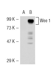 Wee 1 (B-11): sc-5285. Western blot analysis of Wee 1 expression in non-transfected: sc-117752 (A) and mouse Wee 1 transfected: sc-127786 (B) 293T whole cell lysates.