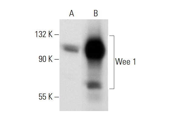 Wee 1 (B-11): sc-5285. Western blot analysis of Wee 1 expression in non-transfected: sc-117752 (A) and human Wee 1 transfected: sc-178140 (B) 293T whole cell lysates.