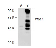 Wee 1 (H-300): sc-9037. Western blot analysis of Wee 1 expression in non-transfected: sc-117752 (A) and mouse Wee 1 transfected: sc-127786 (B) 293T whole cell lysates.