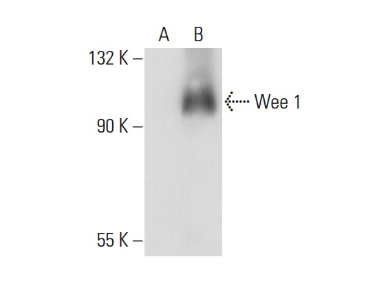 Wee 1 (H-300): sc-9037. Western blot analysis of Wee 1 expression in non-transfected: sc-117752 (A) and human Wee 1 transfected: sc-116426 (B) 293T whole cell lysates.
