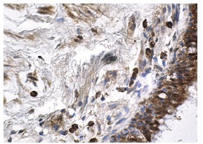 Wee 1 (H-300): sc-9037. Immunoperoxidase staining of formalin fixed, paraffin-embedded human bronchus tissue showing nuclear and cytoplasmic staining of respiratory epithelial cells.