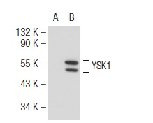 YSK1 (C-19): sc-6864. Western blot analysis of YSK1 expression in non-transfected: sc-117752 (A) and human YSK1 transfected: sc-171458 (B) 293T whole cell lysates.