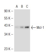 Mcl-1 (B-6): sc-74436. Western blot analysis of Mcl-1 expression in non-transfected 293T: sc-117752 (A), mouse Mcl-1 transfected 293T: sc-121559 (B) and BJAB (C) whole cell lysates.