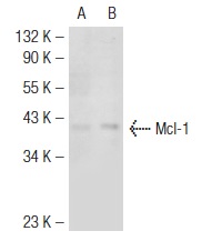 Mcl-1 (G-7): sc-74437. Western blot analysis of Mcl-1 expression in non-transfected: sc-117752 (A) and mouse Mcl-1 transfected: sc-121559 (B) 293T whole cell lysates.
