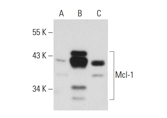 Mcl-1 (G-7): sc-74437. Western blot analysis of Mcl-1 expression in non-transfected 293T: sc-117752 (A), human Mcl-1 transfected 293T: sc-176626 (B) and Ramos (C) whole cell lysates.