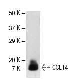 CCL14 (E-5): sc-28388. Western blot analysis of human recombinant CCL14.
