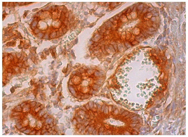 CCL14 (E-5): sc-28388. Immunoperoxidase staining of formalin fixed, paraffin-embedded human small intestine tissue showing membrane and cytoplasmic staining of glandular cells.