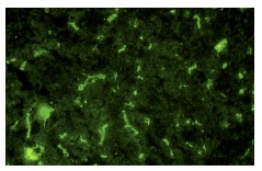 Chr-A (H-300): sc-13090. Immunofluorescence staining of normal mouse liver frozen section showing extracellular staining.