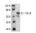 Chr-A (H-300): sc-13090. Western blot analysis of purified Chr-A of cow origin.